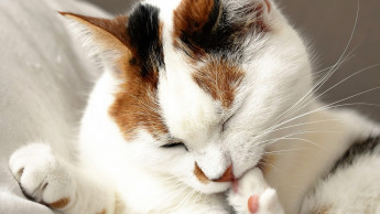 Macht Hausstaub Katzen krank?