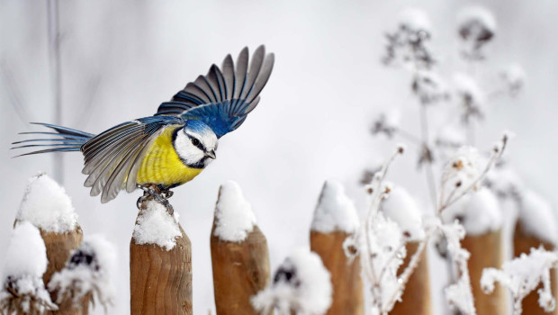 Die Blaumeise gehört zu den in Österreich am meisten gesichteten Singvögeln.
