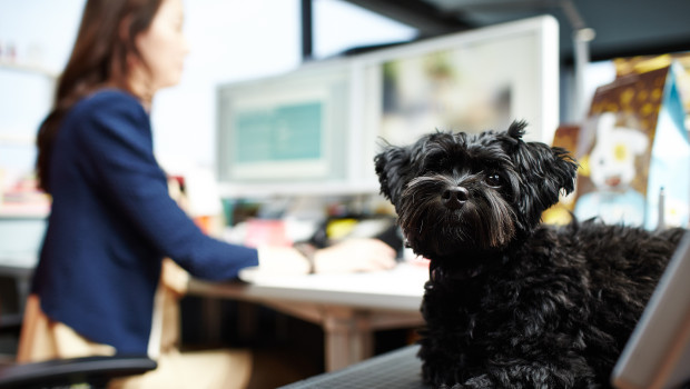 Mit dem Hund im Büro fühlt sich die Mehrheit der Hundebesitzer glücklicher.