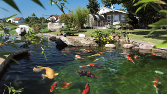 Die Wasseroase im Garten 