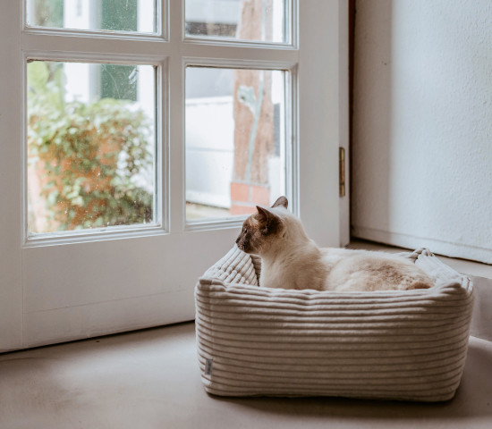 Die Zielsetzung ist für Oßenbrink klar: Wachstum bei Katze! Die Zielsetzung ist für Oßenbrink klar: Wachstum bei Katze!