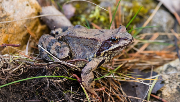 Schon im Februar gehören die Erdkröten zu den ersten Wanderern unter den Amphibien. Sie machen sich besonders nach einem milden Winter oftmals bereits jetzt auf den Weg zu ihren Laichgewässern.