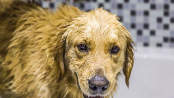Hundeshampoo im Öko-Test