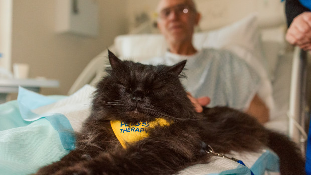 Der Better-with-Pets-Preis wurde mit dem Ziel ins Leben gerufen, die wichtige Rolle von Haustieren bei der Verbesserung der menschlichen Gesundheit hervorzuheben und dadurch positive soziale Veränderung zu bewirken. 
