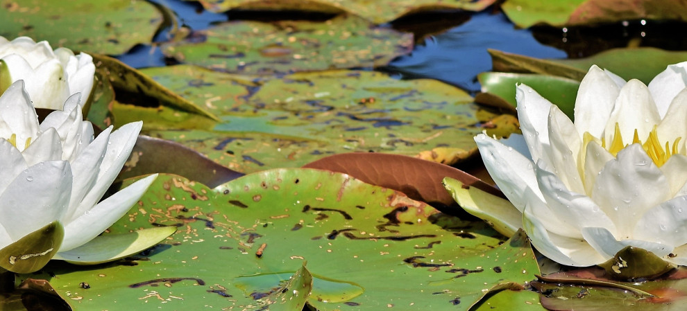 Gartenteich