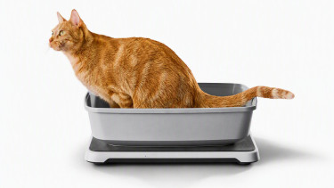 KI erkennt Nierenerkrankungen bei Katzen