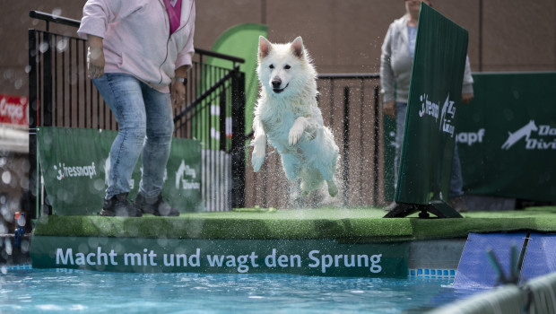 Dog Diving ist einer der Programmpunkte der Dogs & Fun in Dortmund. Dog Diving ist einer der Programmpunkte der Dogs & Fun in Dortmund.
