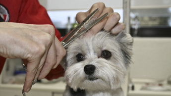 Hundesalons bleiben wohl geöffnet