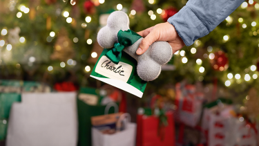 Weihnachtsgeschenke fürs Haustier