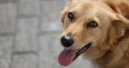 Edogs kooperiert stärker mit dem Tierschutz