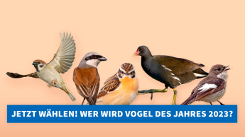 Nabu und LBV rufen wieder zur Vogelwahl auf