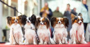 Hunde-Open-Air in Österreich