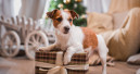 Geschenke für Tiere immer beliebter