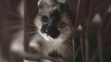 Versele-Laga weist auf Tierschicksale hin