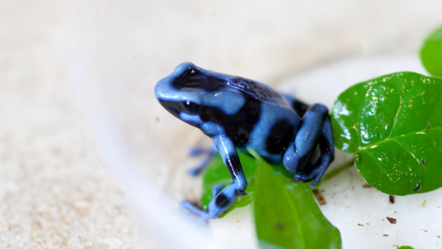 Aussteller aus ganz Europa stellen auf der Exotica Nachzuchten ihrer Terrarientiere vor. Foto: EXOTICA/APA-OTS