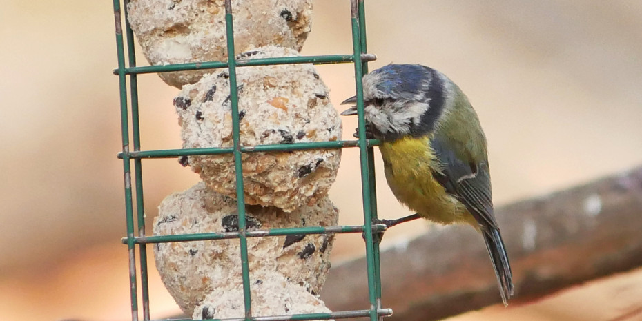 Die Blaumeise gehört zu den ­Singvögeln, die in vielen Gärten und auf vielen Balkonen Nahrung ­beziehen. Das wirkt sich positiv auf die Population aus.