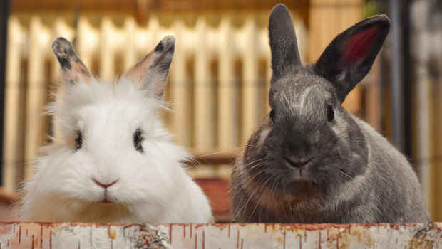 Ein Haustierführerschein für alle Tierarten ist im Gespräch, um das Tierwohl weiter zu unterstützen. Ein Haustierführerschein für alle Tierarten ist im Gespräch, um das Tierwohl weiter zu unterstützen.