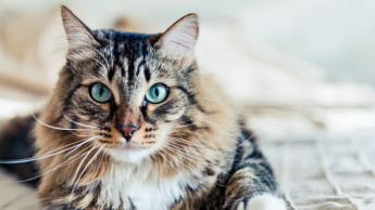 Gesunde Katzenjahre Gesunde Katzenjahre