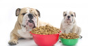 Stiftung Warentest testet Hunde-Trockenfutter 