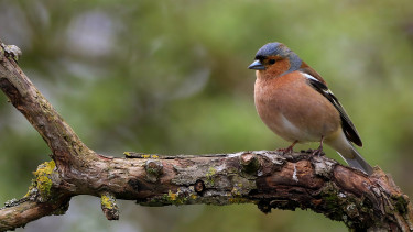 Nabu ruft zur Vogelzählung auf