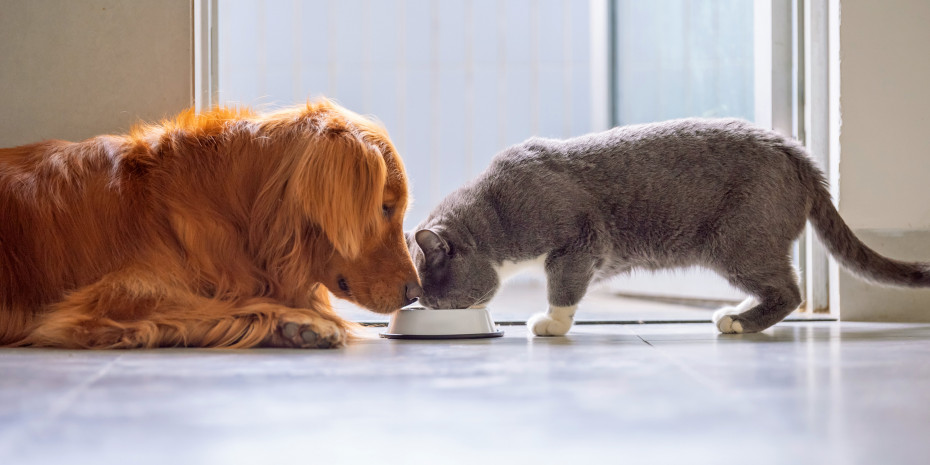 Trigea, Foto: Chendongshan, iStock
