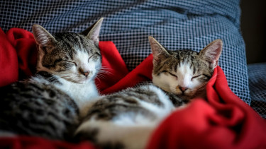 Morgen ist Weltkatzentag