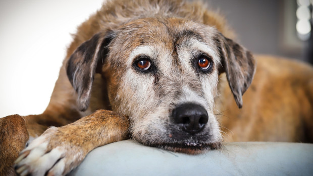 Zeigen alte Hunde Verhaltensauffälligkeiten, kann eine Demenz die Ursache sein.