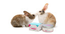 SecureBunny – Pheromone als Gamechanger