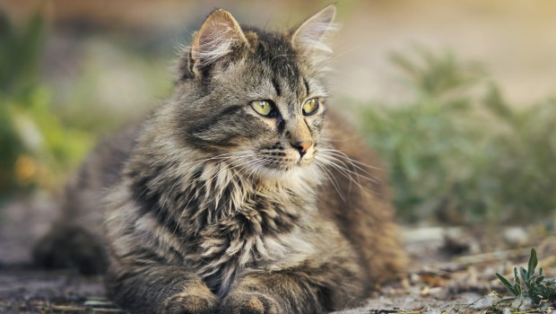Mit der neuen Verordnung will das Land Niedersachsen eine unkontrollierte Vermehrung von Streunerkatzen verhindern.