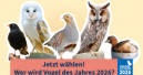 Wahl zum Vogel des Jahres 2026 startet