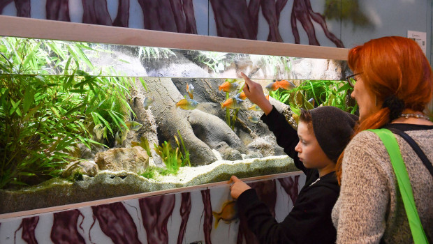 Nicht nur der Aquaristikbranche, sondern auch dem Artenschutz wäre großer Schaden zugefügt worden, wäre ein komplettes Importverbot von Wildtieren im Bundesrat beschlossen worden.