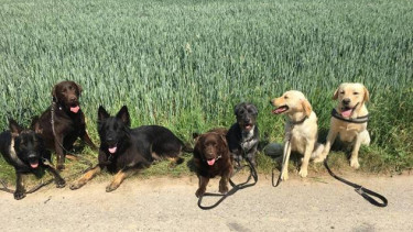 Bellomania Dog Resort kommt gut an