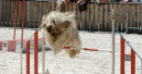 Animalia: Besucherzuwachs in St. Gallen