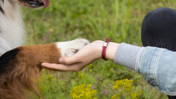 Rekordergebnis bei „Tierisch engagiert“