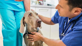 Irrtümer über Tierkrankenversicherungen