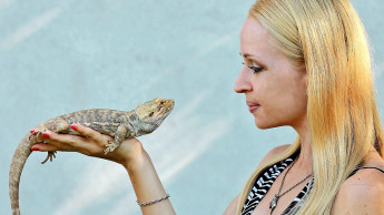 Veränderungen auf dem Reptilienmarkt