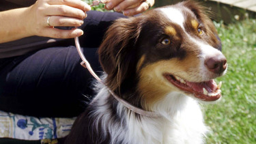 Umsatzplus beim Parasitenschutz