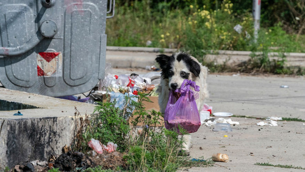 Ein Straßenhund mit Müll in Rumänien.