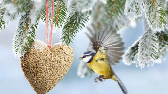 Wildvogelzählung mit Fressnapf