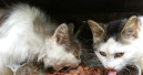 IVH stellt Futterrechner für Hunde und Katzen bereit