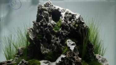Aquascaping-Contest auf Freiburger Messe