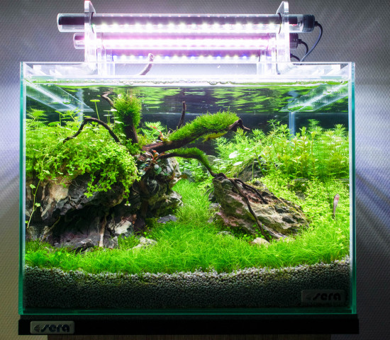  Sera, Aquascaping-Wettbewerb, Bastiaan Kruidnier (NL), Hardscape „Asia“.