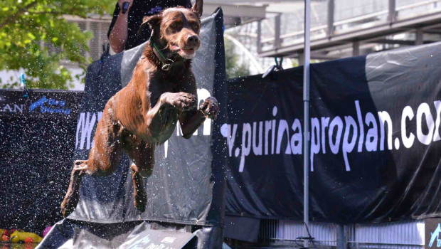 Nestlé, DogDiving