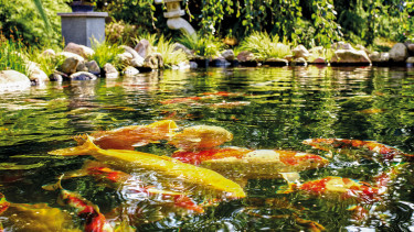 Geringes Minus für Wasser im Garten
