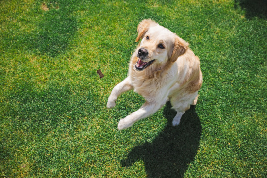 Premium Pet Products
