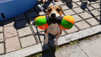 Hunde-Beachparty bei Zoo & Co. Haubensak