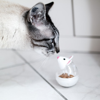 Ein Sonderpreis in der Kategorie „BlogBox-Liebling“ ging an den Blog „The Rubin Rose“ mit dem Foto von Kater Robin. Foto: The Rubin Rose