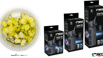 Dennerle und Sicce schließen Partnerschaft