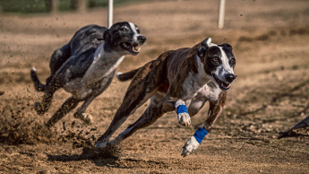 Die „Rudelreportinos“ starten mit Longevity Die „Rudelreportinos“ starten mit Longevity
