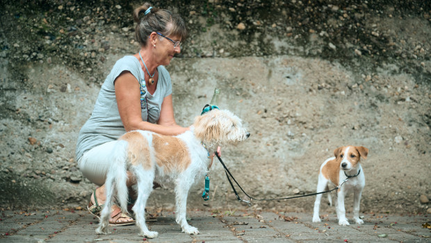 Beim Pet Health Day standen Hunde ganz im Mittelpunkt.